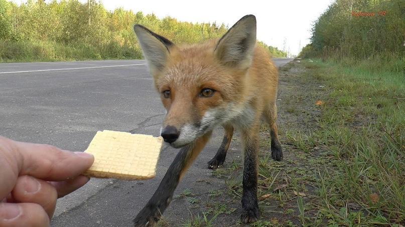 Не кормите диких животных