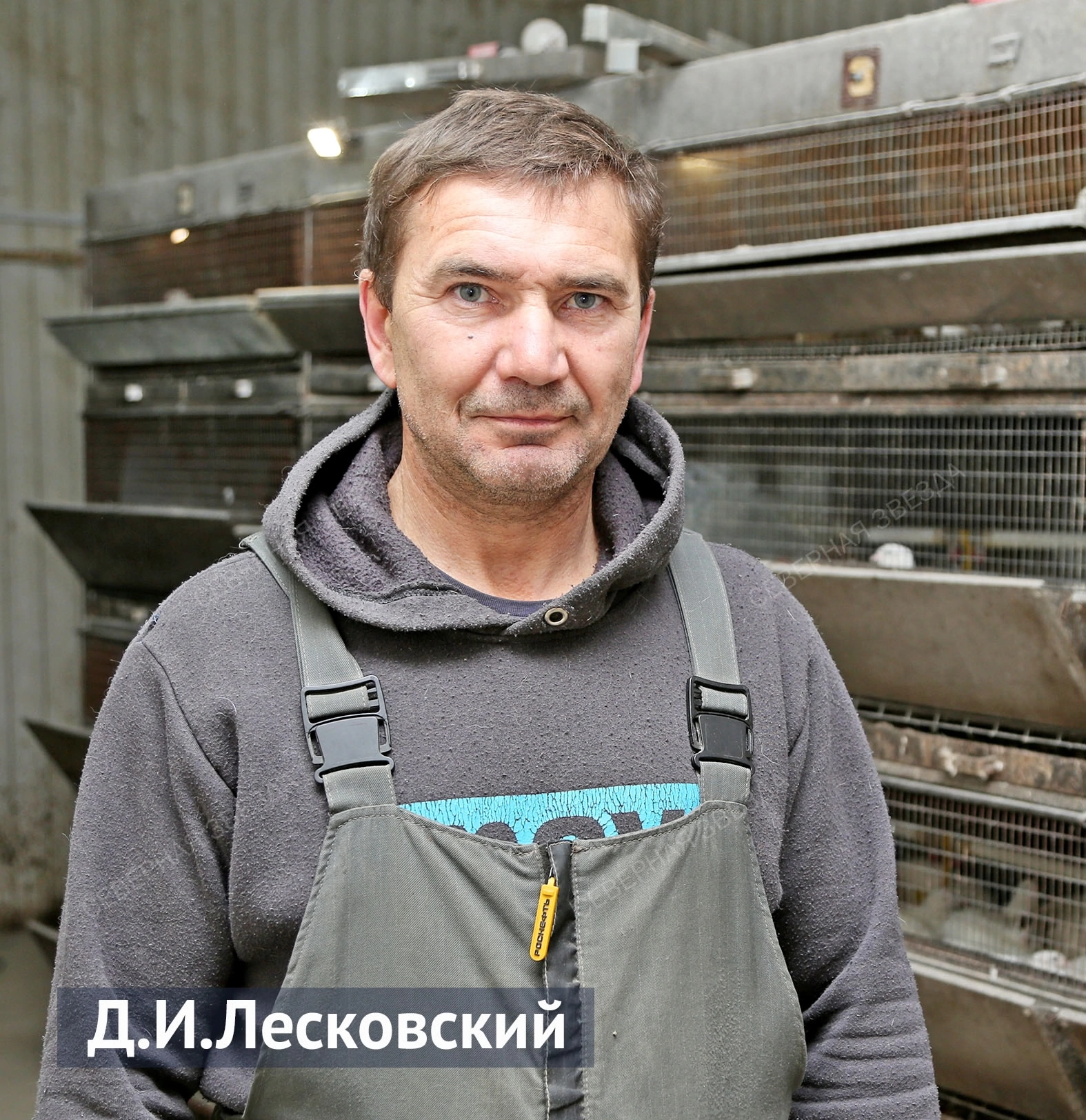 За яйцом и цыплятами